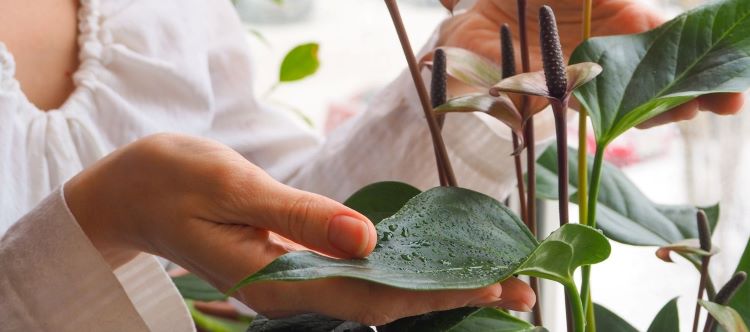 Frau mit Flamingoblume - Anthurium – grün oder knusprig 5 Tipps für Zimmerpflanzen