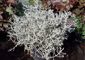Gitterkraut Calocephalus brownii - Pflanze für deinen Herbstbalkon