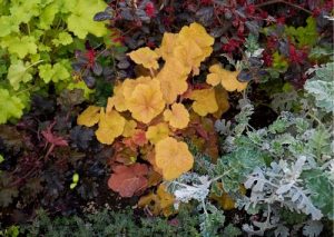 Heuchera Purpurglöckchen mit Silberblatt