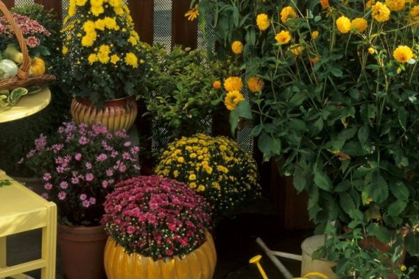 Die schönsten Pflanzen für deinen Herbst-Balkon