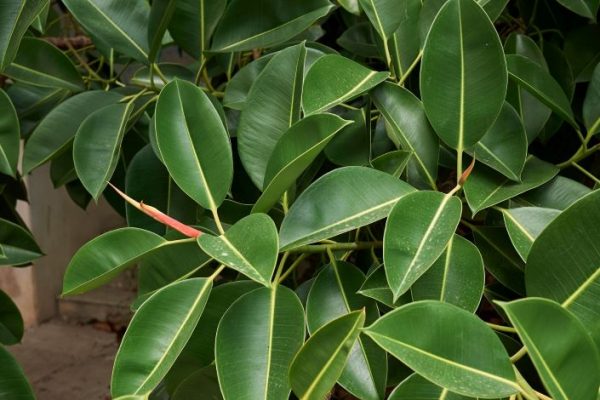 Gummibaum – Ficus elastica