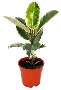 Gummibaum - Ficus elastica weissgrün online kaufen