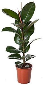 Gummibaum - Ficus elastica online kaufen