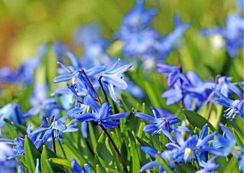 Blaustern Scilla - Frühblüher für deinen Balkon im Frühjahr