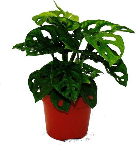 Fensterblatt - Monstera deliciosa - schöne Pflanze für deinen Arbeitsbereich