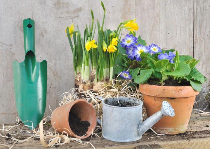 Frühlingsstimmung auf Balkonien – Pflanztöpfe mit Narzissen, blau/weißen Primeln, Gießkanne und Schäufelchen