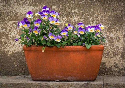 Pflanzschale mit lila-gelben Hornveilchen – Frühblüher für deinen Balkon im Frühling