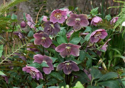 Lenzrose - Helleborus orientalis - Frühblüher für deinen Frühlingsbalkon