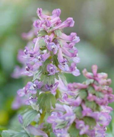 lilafarbener Lerchensporn - Corydalis - Frühblüher für deinen Frühlingsbalkon