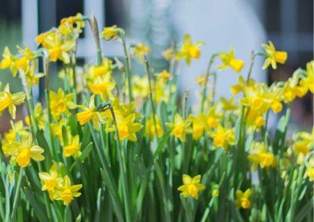 gelbe Narzissen - Frühblüher für deinen Balkon im Frühling