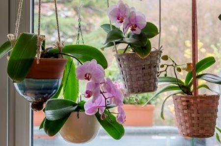 Orchideen - Pflanzen für's Homeoffice – verschiedene Phalaenopsis in Hängetöpfen