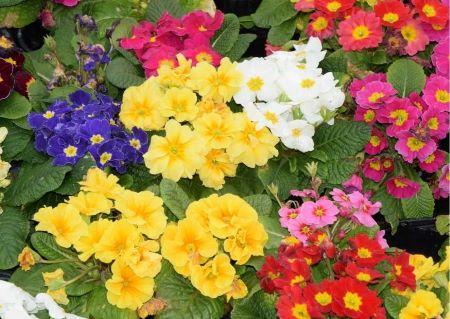 verschiedenfarbige Primeln in gelb, blau, pink, rosa und rot - Frühblüher für  den Balkon oder die Terrasse