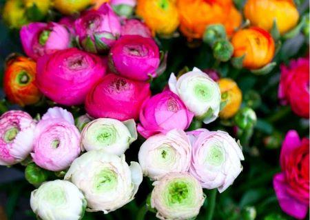 verschiedenfarbige Ranunkeln in weiß, pink, rosa/weiß, und gelb/orange - Frühlingsstimmung auf Balkonien