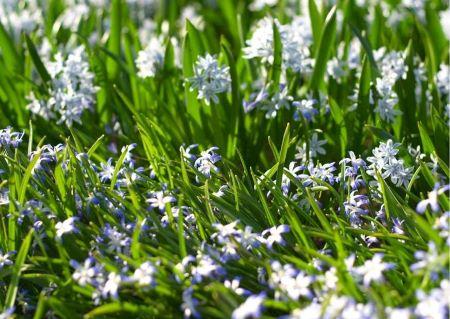 Schneeglanz mit weißen sternförmigen Blüten - Frühblüher für deinen Frühlingsbalkon