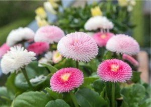 Tausendschön - Bellis perennis in weiß/rosé und pink – Balkonpflanzen fürs Frühjahr