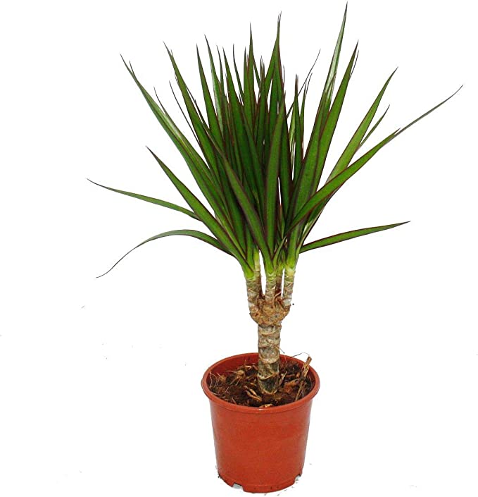  Dracaena marginata – Tolle Pflanze fürs Homeoffice