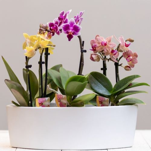 Phalaenopsis - Pflanzen fürs Kinderzimmer