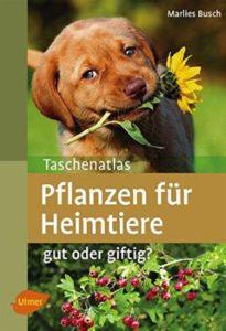 Pflanzen für Heimtiere gut oder giftig - Pflanzen die für Hunde schädlich sind