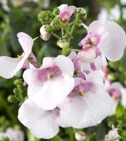 Elfensporn - Diascia-Hybriden – Pflanze für den halbschattigen Sommerbalkon