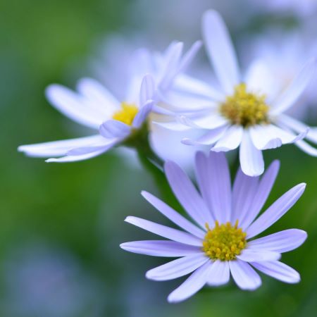 Kapaster - Felicia bergeriana – Pflanze für den sonnigen Sommerbalkon