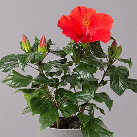 Zimmerhibiskus - Hibiscus rosa-sinensis – tolle Pflanze fürs Kinderzimmer