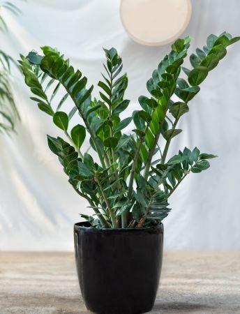 Glücksfeder - Zamioculcas zamiifolia kaufen