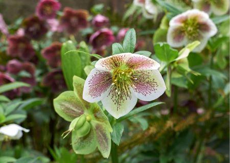 Lenzrose - Helleborus orientalis-Hybriden