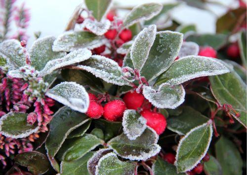 Winterbepflanzung für deinen Balkon