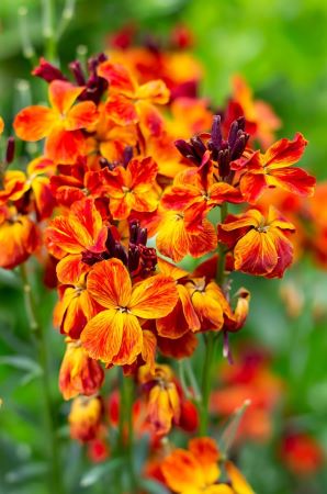 Goldlack - Erysimum cheiri  Blüten in gelb/orange