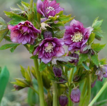 Lenzrose - Helleborus orientalis 