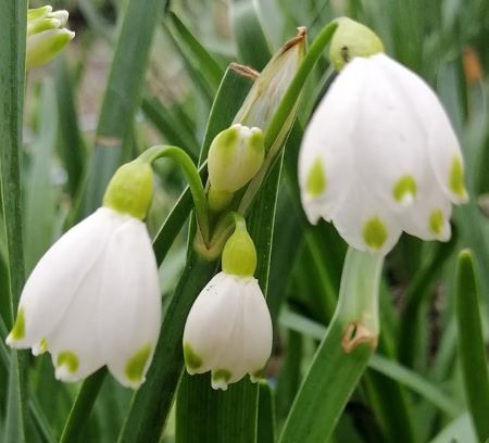 Märzenbecher - Frühlingsknotenblume - Leucojum vernum