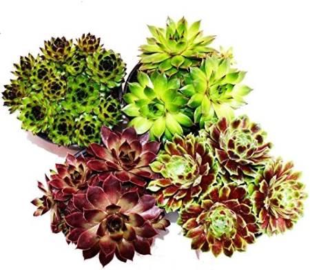 Hauswurz - Steinrose - Sempervivum4er Set