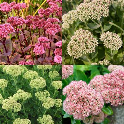 Hohe Fetthenne - Sedum telephium verschiedene Blütenfarben
braucht viel Sonne und wenig Wasser