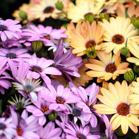 Kapkörbchen - Kapmargerite - Osteospermum-Hybriden brauchen viel Sonne und wenig Wasser