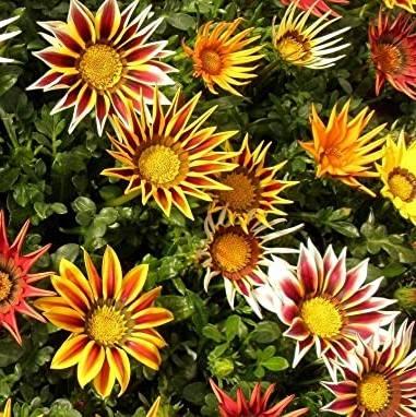 Mittagsgold - Gazanie - Gazania rigensBalkonpflanze für viel Sonne und wenig Wasser