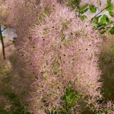 Kleiner Perückenstrauch - Cotinus coggygria braucht viel Sonne und wenig Wasser