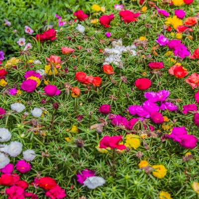 Portulakröschen - Großblütiger Portulak - Portulaca grandiflora brauchen viel Sonne und wenig Wasser