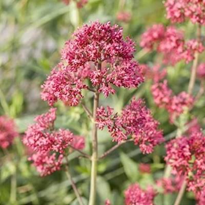 Rote Spornblume - Centranthus ruberBalkonpflanzen mit geringem Wasserbedarf für sonnige Standorte