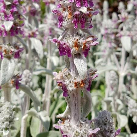 Wollziest - Hasenohr - Stachys byzantina braucht viel Sonne und wenig Wasser