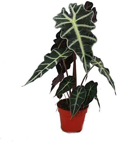 Pfeilblatt - Alocasia sanderiana – tolle Blattschnuckpflanze fürs Nordfenster