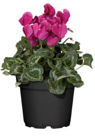 Alpenveilchen - Cyclamen persicum – hübsche kleine Pflanze für dein Nordfenster