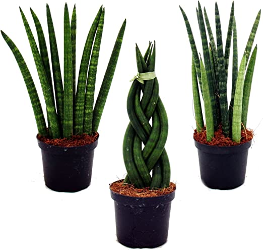 Bogenhanf - Sansevieria Trio – schönes Pflanzenset fürs Nordfenster