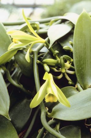 Echte Vanille Pflanze mit zartgelben Blüten