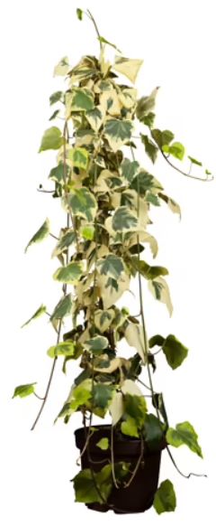 Efeu - Hedera Felix 'Dentata Variegata' mit grün/weißes Blättern – schöne Pflanze fürs Nordfenster