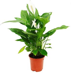 Exotenherz - Spathiphyllum "Cupido" – tolle Pflanze fürs Nordfenster