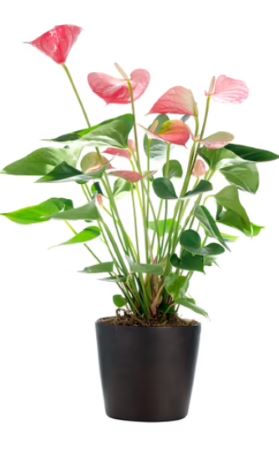 Flamingoblume - Anthurium andreanum – schöne Pflanze für dein Nordfenster