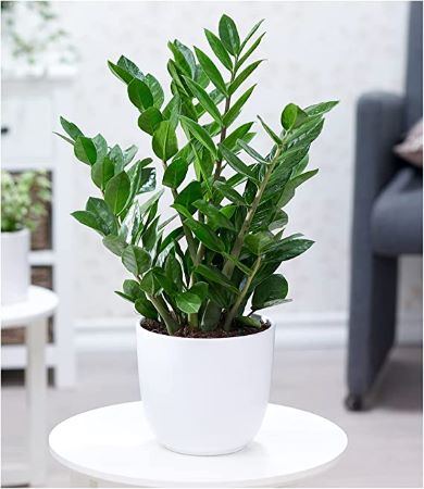 Glücksfeder - Zamioculcas zamiifolia – die perfekte Pflanze für ein Nordfenster