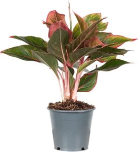 Kolbenfaden - Aglaonema – tolle Pflanze fürs Nordfenster