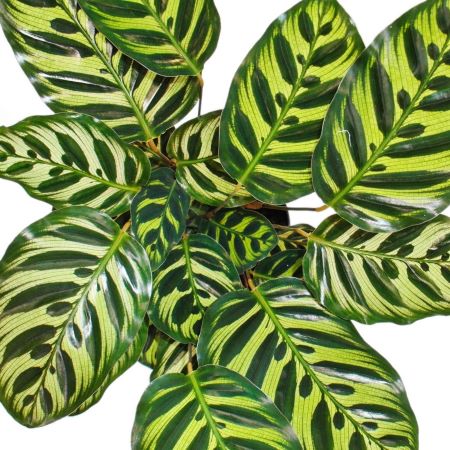 Korbmarante - Calathea - Calathea makoyana – tolle Blattschmuckpflanze fürs Nordfenster