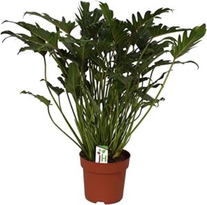 Philodendron bipinnatifidum xanadu